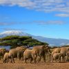 Amboseli-national-Park