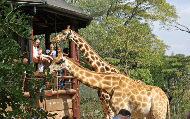 Giraffe_Center_Nairobi