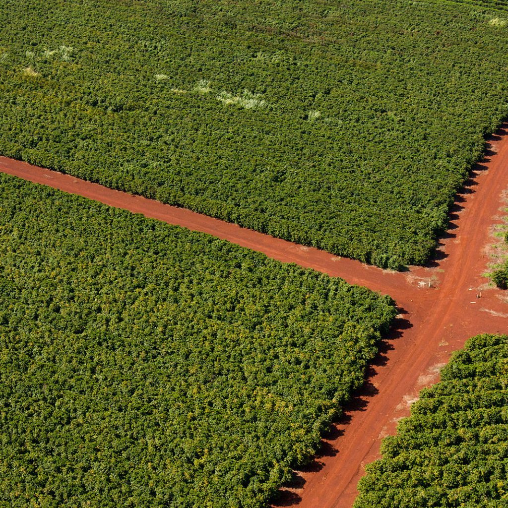 Coffee Farms Fortune Tide Tours & Travel